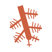 Desarrollo radicular