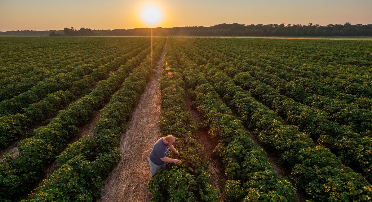 Farmer in a field with setting sun