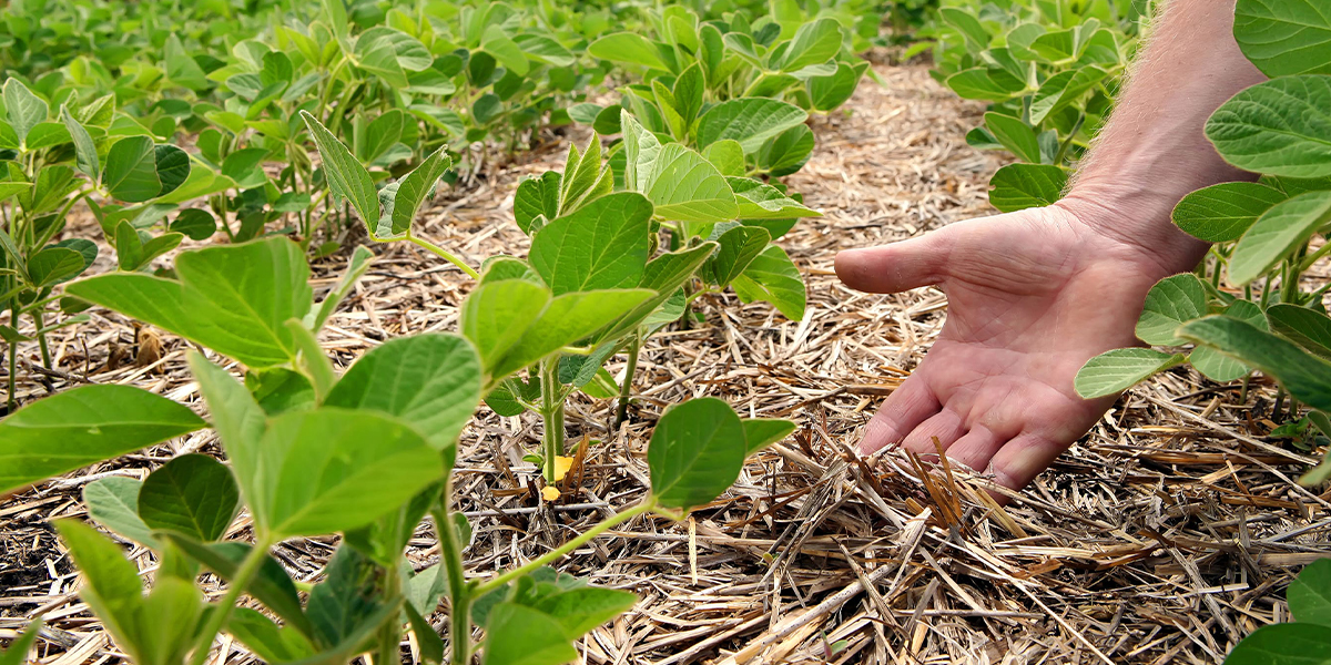 Indigo Pays 267 Farmers in Milestone Progress for First Ever Scalable Ag Carbon Farming Program