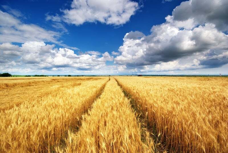 Wheat field into horizon-1-1