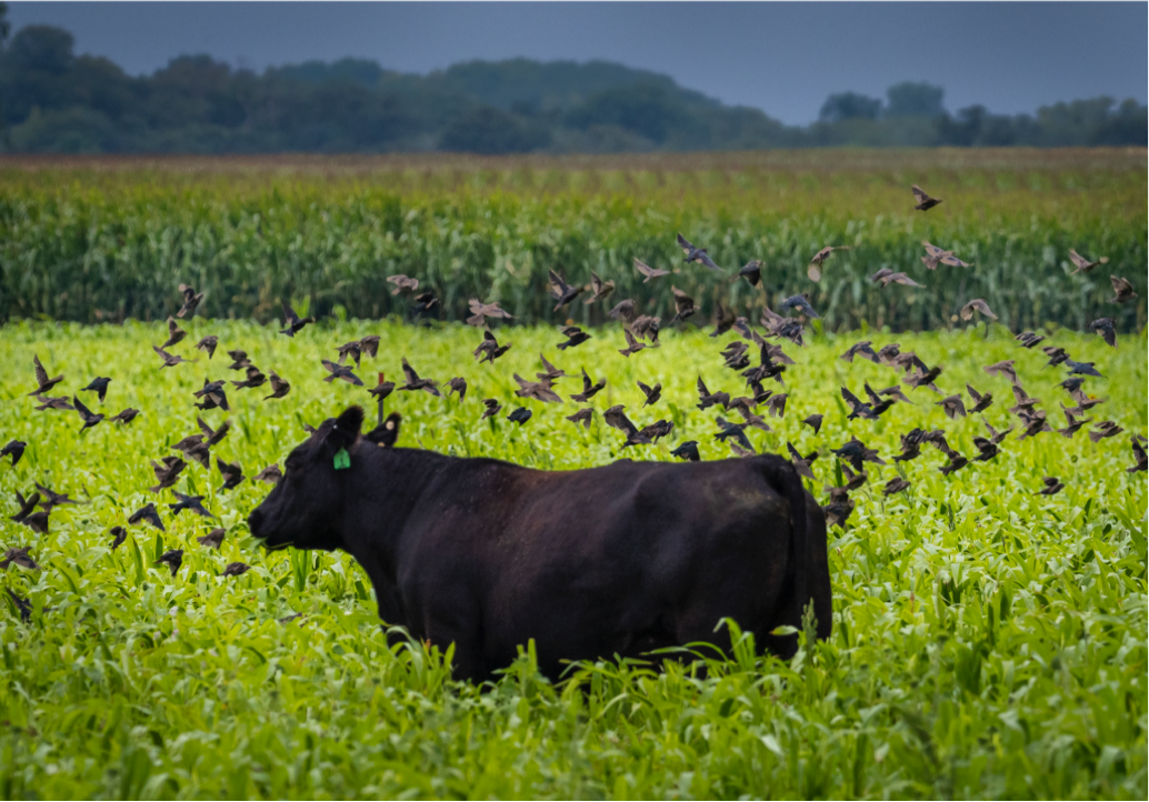cow