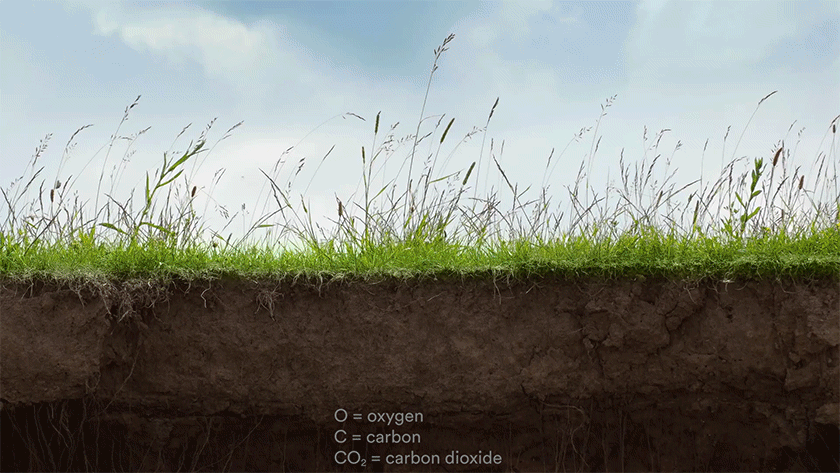 soil-1-1